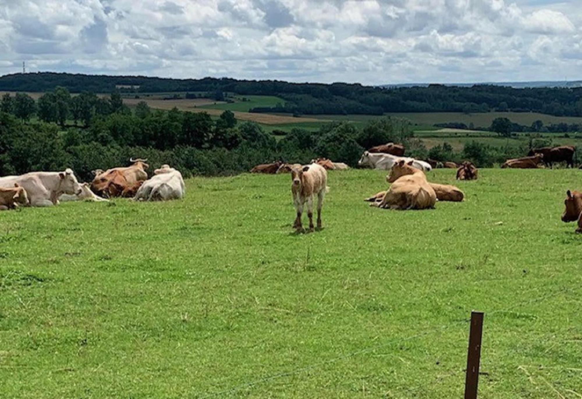 B&B Foret D'Animaux Bouillon Extérieur photo